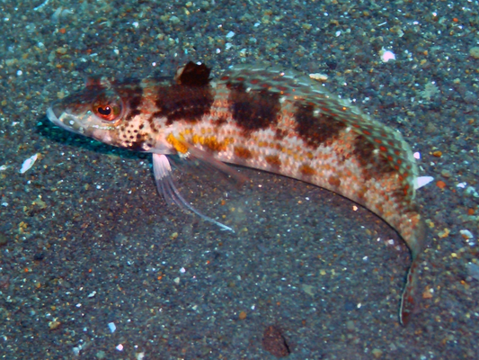 Sandhopper Blenny