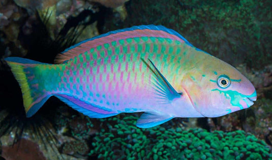 Quoy's Parrotfish