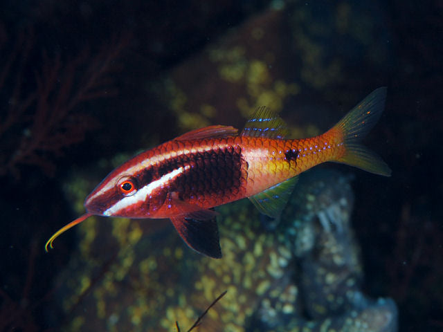 Bicolor Goatfish MAC Certified