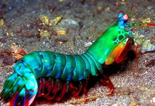 Mantis Clown/Peacock Shrimp