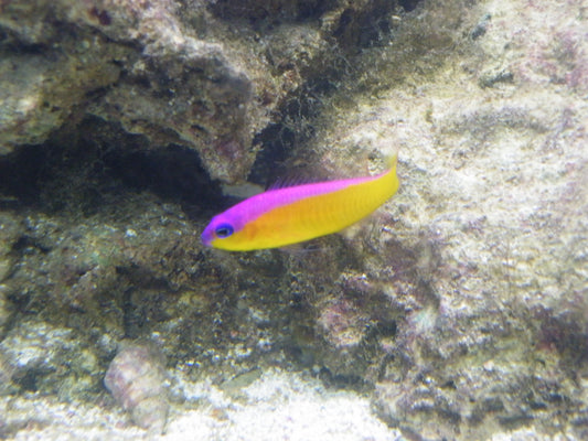 Diadem Purple Stripe Dottyback