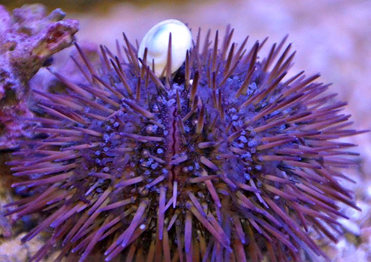 Pincushion Urchin