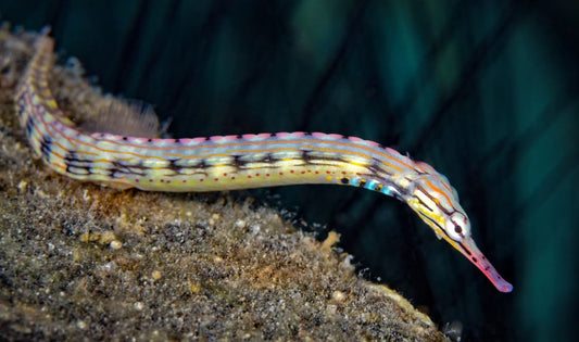 Live 10/8/26 Dragonface Pipefish