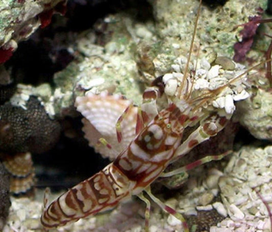 Live 6/18/26 Tiger Pistol Shrimp