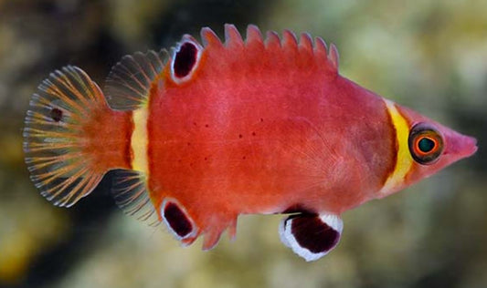 Yellow-Banded Possum Wrasse