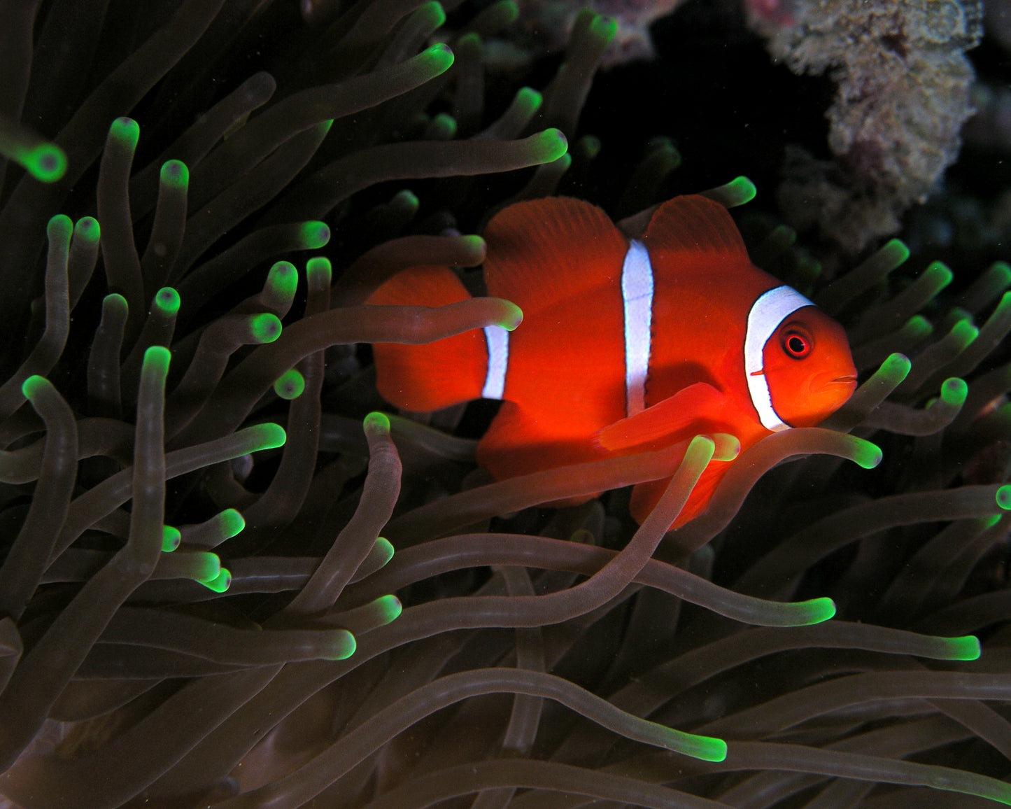 Maroon Clownfish Aquacultured