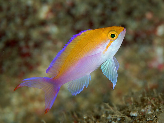Fancy Bicolor Anthias