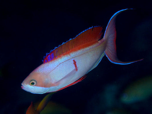 Cooper's Fairy Anthias :: Africa / Red Sea