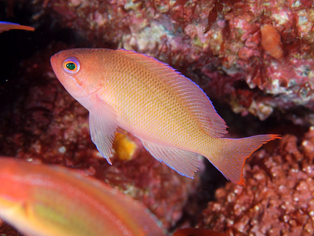 Male Stocky Anthias MAC Certified