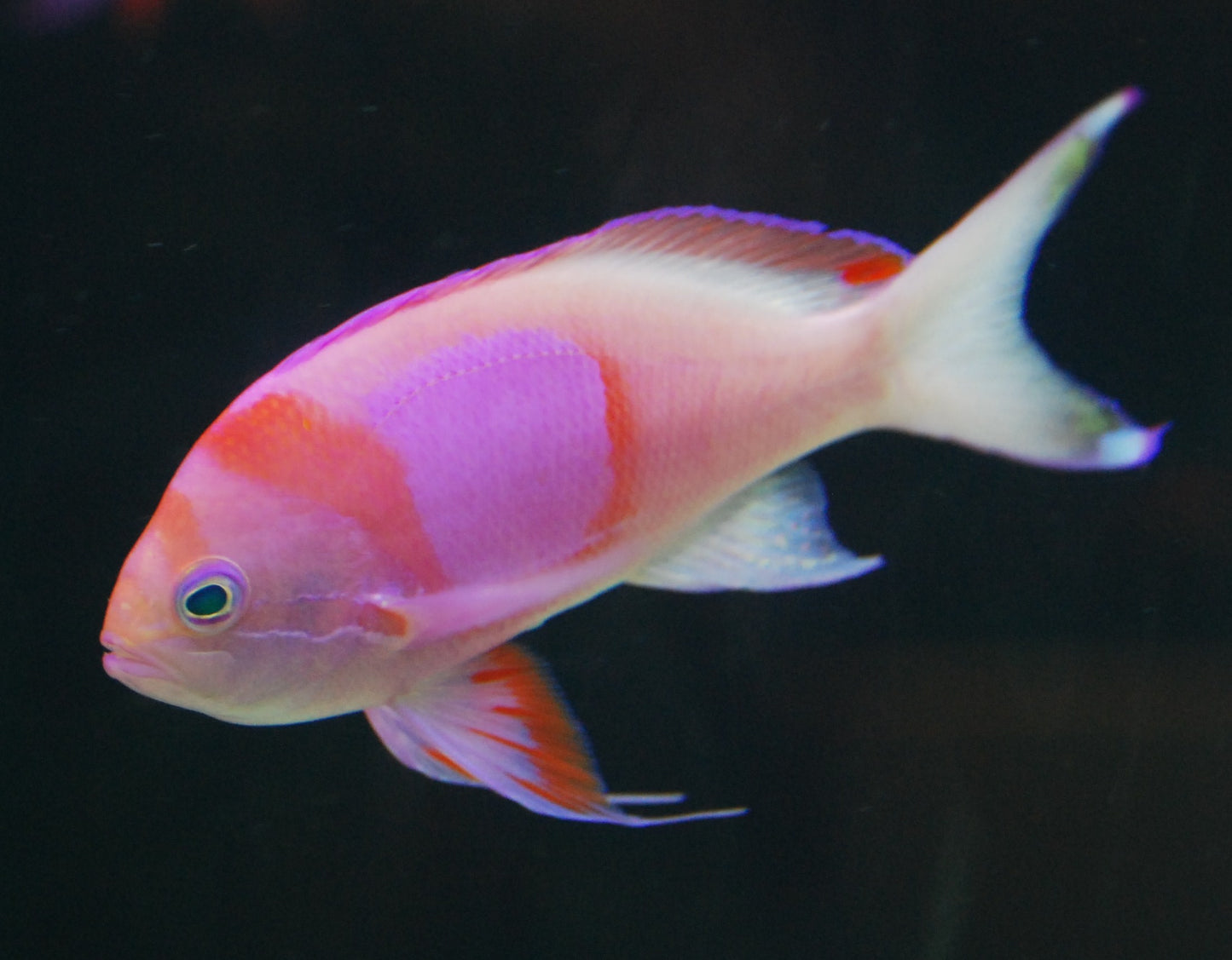 Squareback Female Anthias