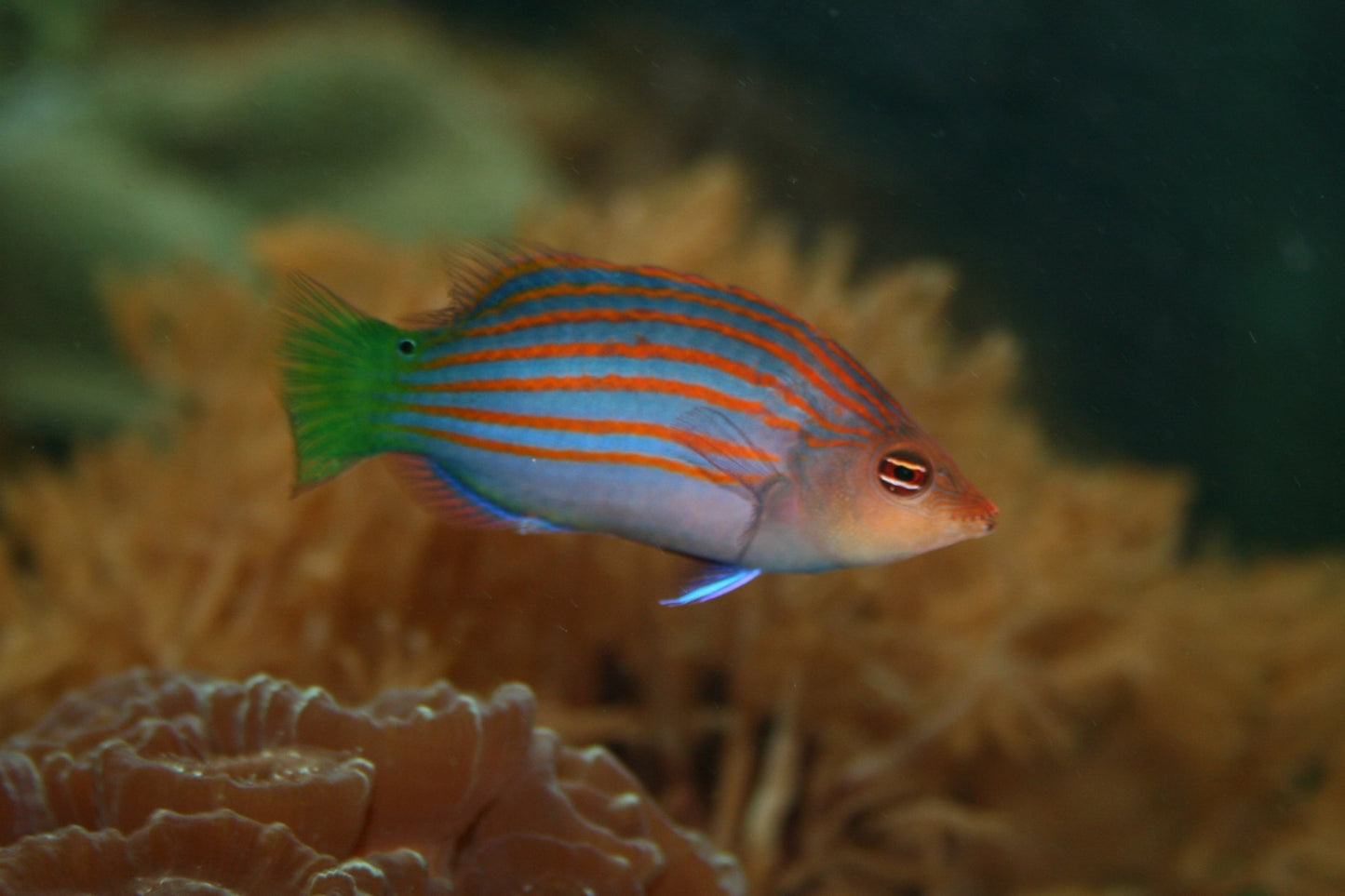 Six Line Wrasse :: Central Pacific