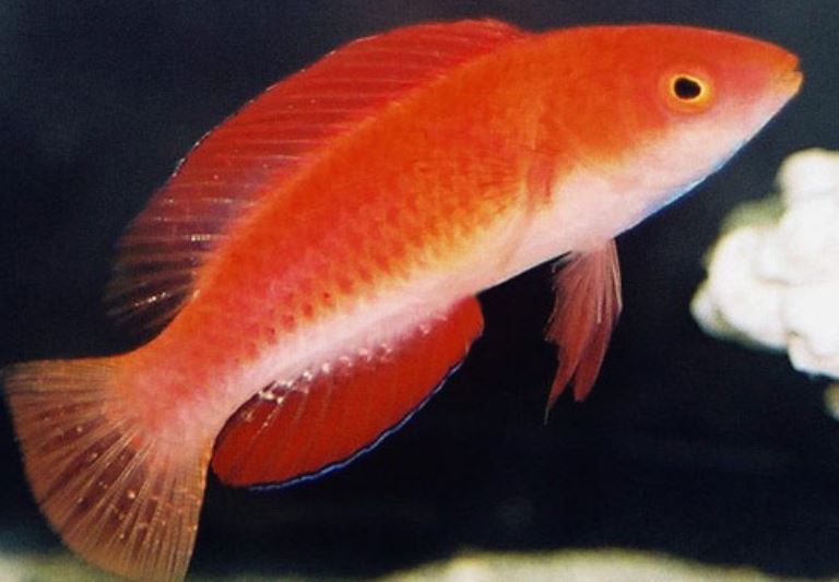 Female Redfin Fairy Wrasse