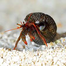 Red Tip Hermit Crab - Coral's Coral