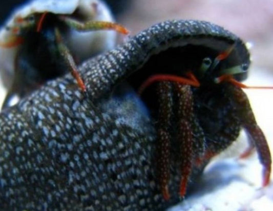 Live 6/18/26 Red Leg hermit Crab