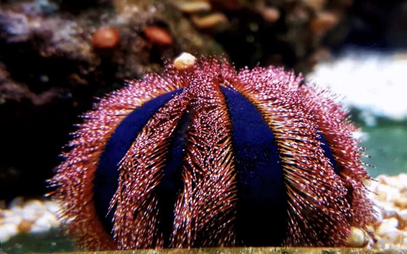 Pincushion Red Tuxedo Urchin