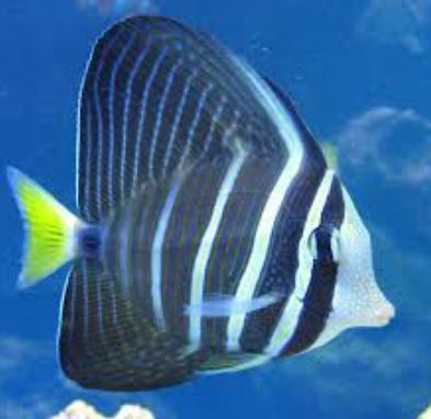 *Sailfin Tang