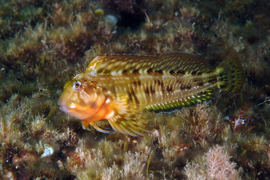 Molly Miller Blenny
