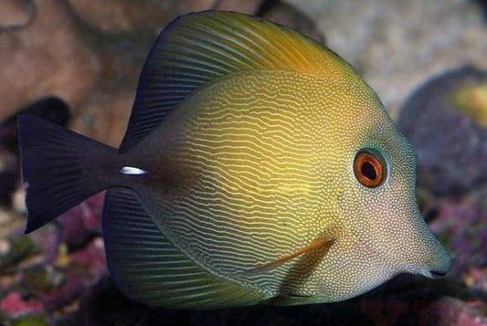 Live 10/8/26 Scopas Tang