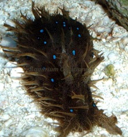 Dollabella Sea Hare