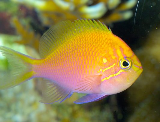 Fathead / Sunburst Anthias