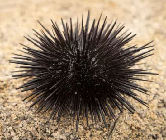 Shortspine Urchin