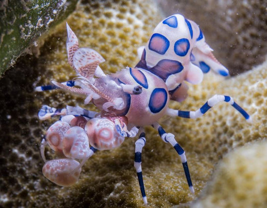 Live 6/18/26 Harlequin Shrimp