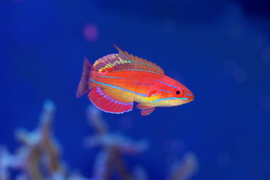 McCosker Flasher Wrasse