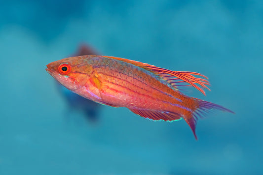 Filamented Wrasse