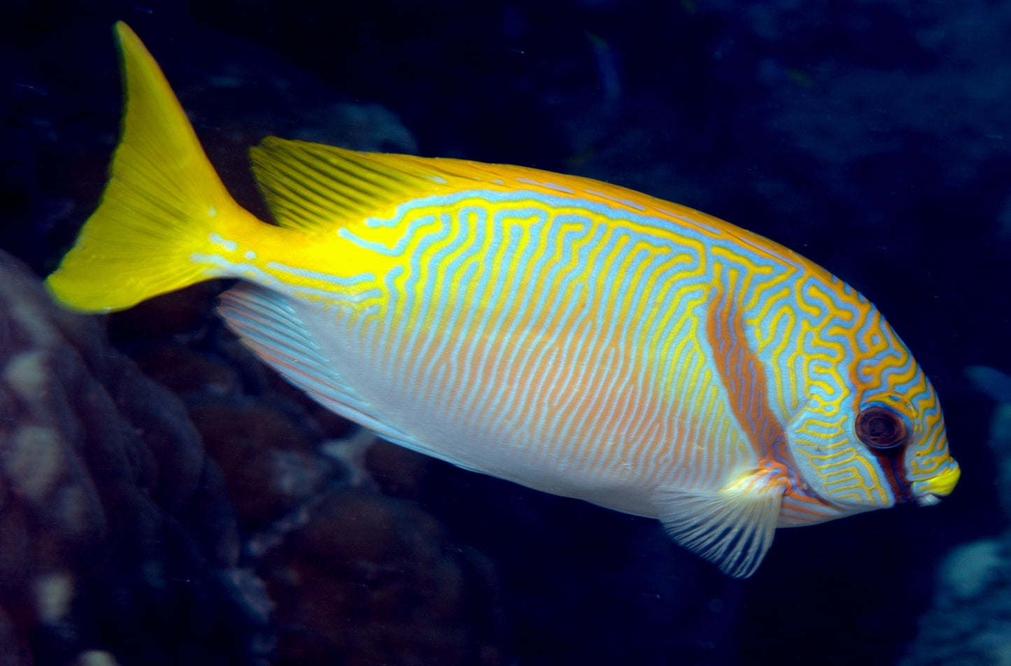 Two Bar Spinefoot Rabbitfish :: Central Pacific