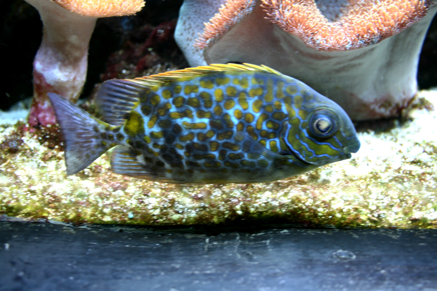 Yellow Blotch Rabbitfish