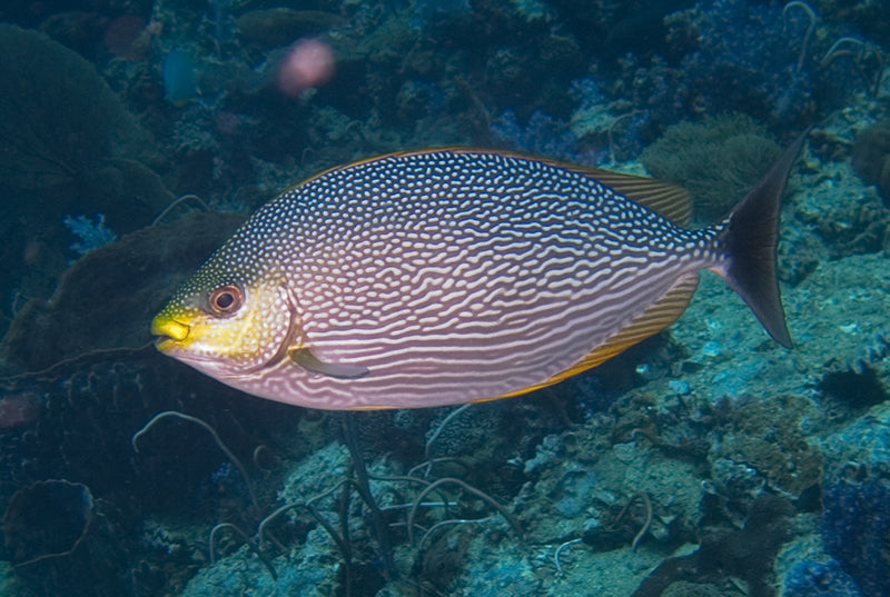 Streaked Spinefoot Rabbitfish