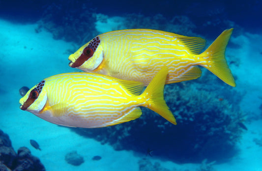 Masked Spinefoot Rabbitfish