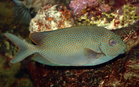 Gold Spotted Spinefoot Rabbitfish MAC Certified