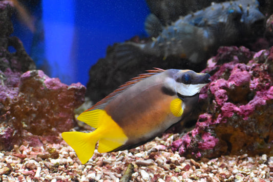 Bicolor Foxface Rabbitfish MAC Certified