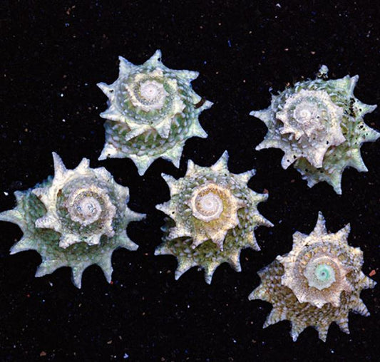 Live 6/18/26 Spiny Star Snail