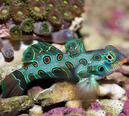 Spotted Mandarin Dragonet
