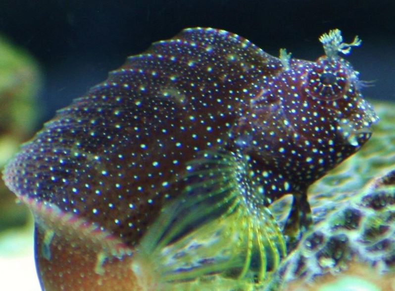 Starry Blenny