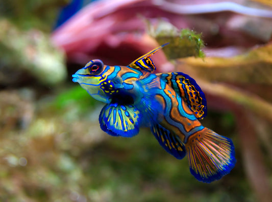 Mandarin Green Dragonet MAC Certified