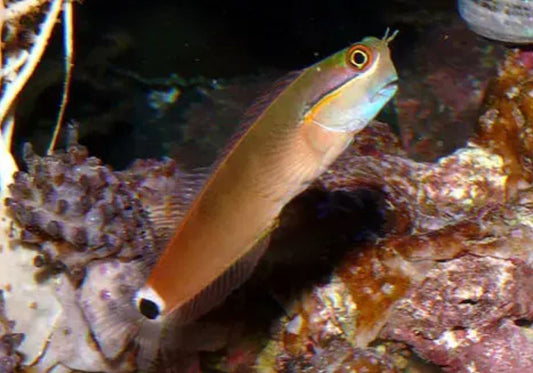 Live 6/18/26 Tailspot Blenny