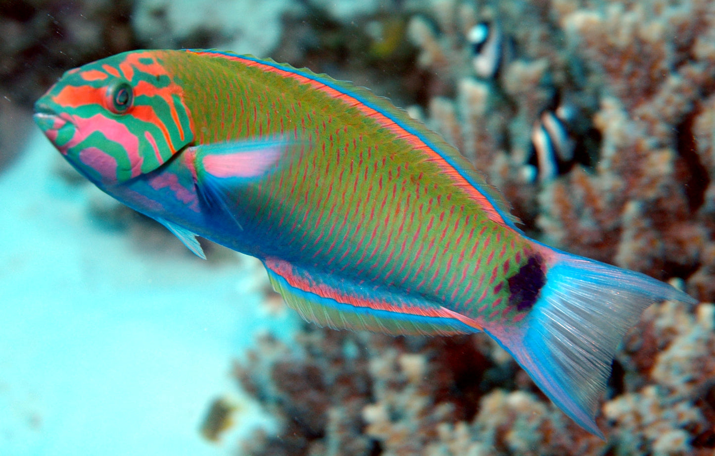 Lyretail Wrasse MAC Certified