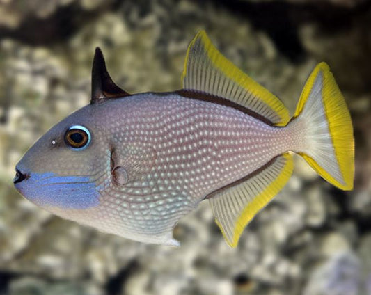 Male Bluethroat Trigger Fish