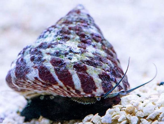Trochus Snail