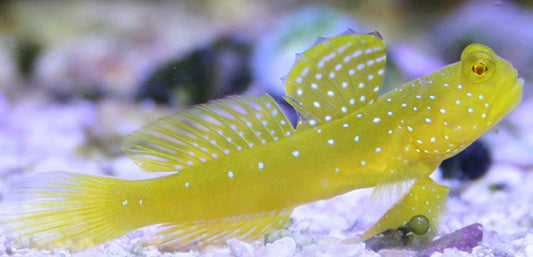 Live 6/18/26Yellow Watchman Goby