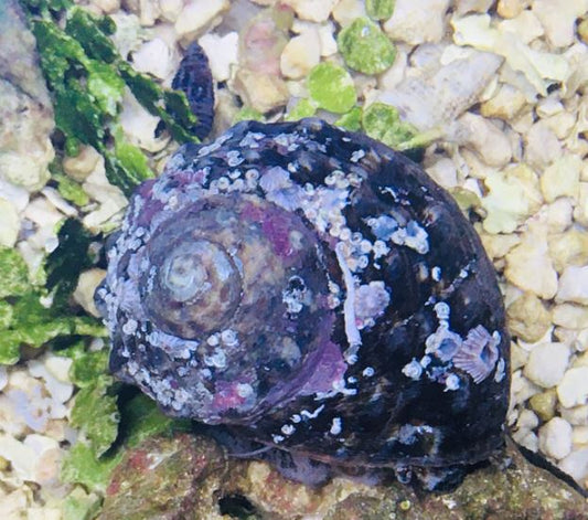 Live 6/18/26 Turbo Snail
