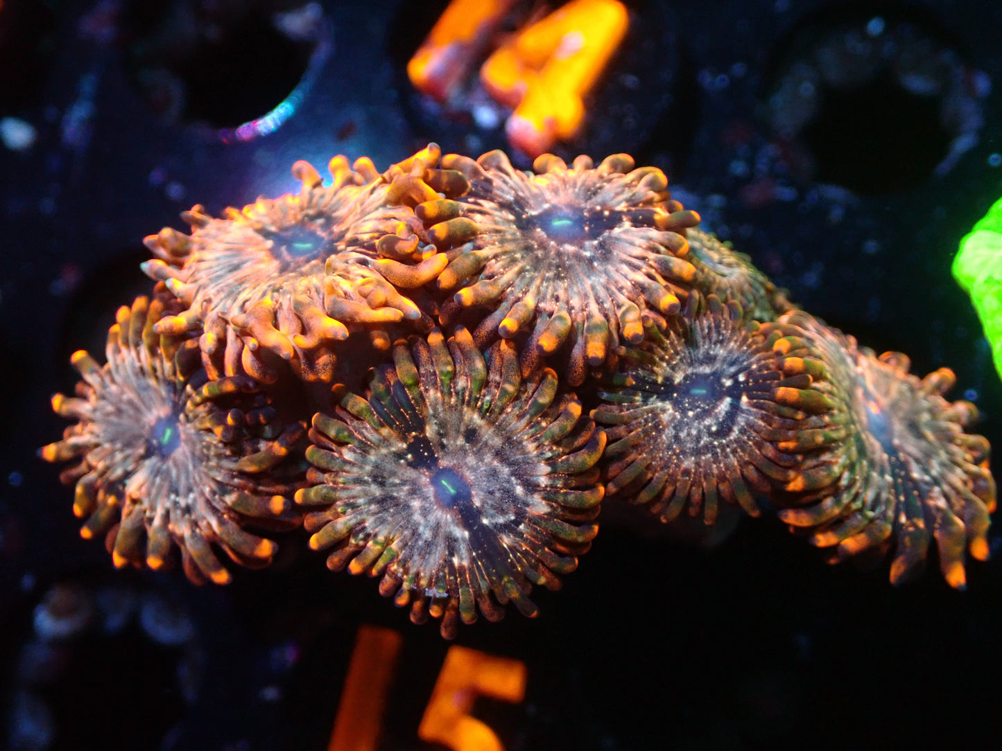 Utter Chaos Zoa Auction 11/6/23 ended