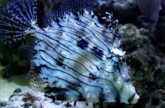 Tassled Filefish