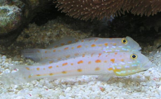 Watchman Diamond Goby :: Eastern Asia