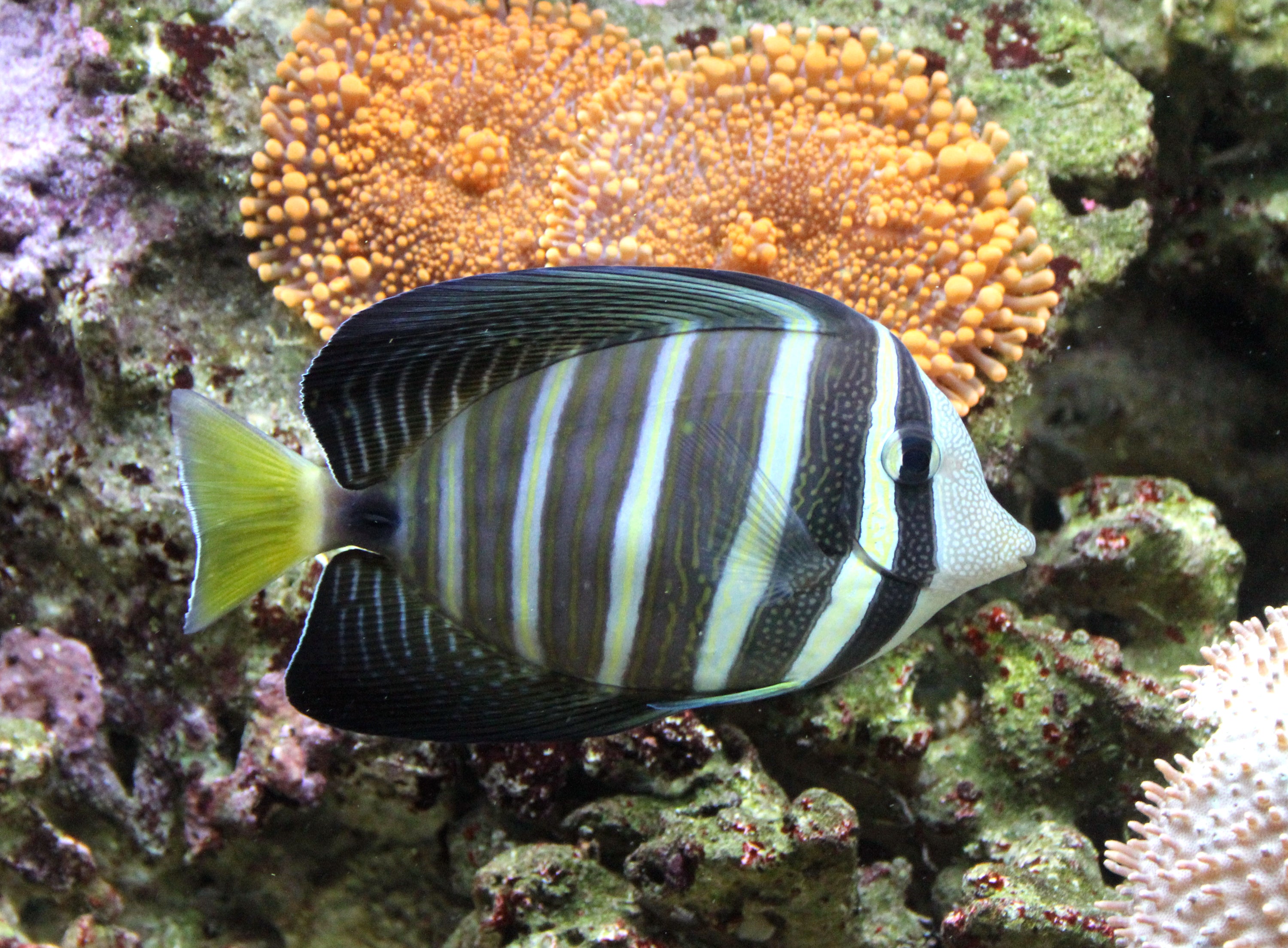 Sailfin Tang :: Central Pacific – Coral's Coral